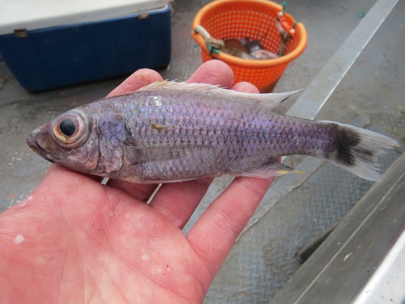 Diplotaxodon sp. 'ecclesi white dorsal' South East Arm